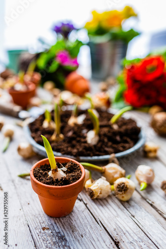 The first spring bulbs of flowers ready for planting.