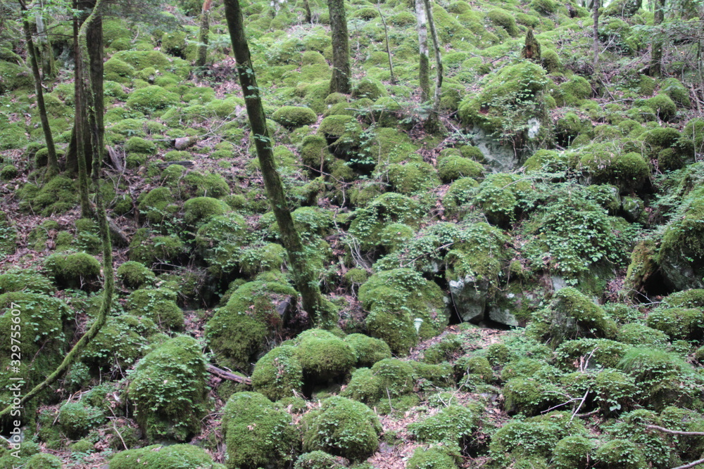 Obraz premium 山犬嶽 yamainudake