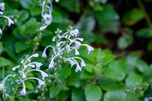 flowers in the garden