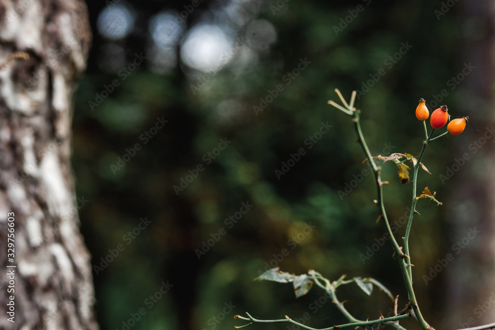 Against the background of a dark green forest, a lone branch of a dog rose with three orange berries Against the background of a dark green forest, a lone branch of a dog rose with three orange berries