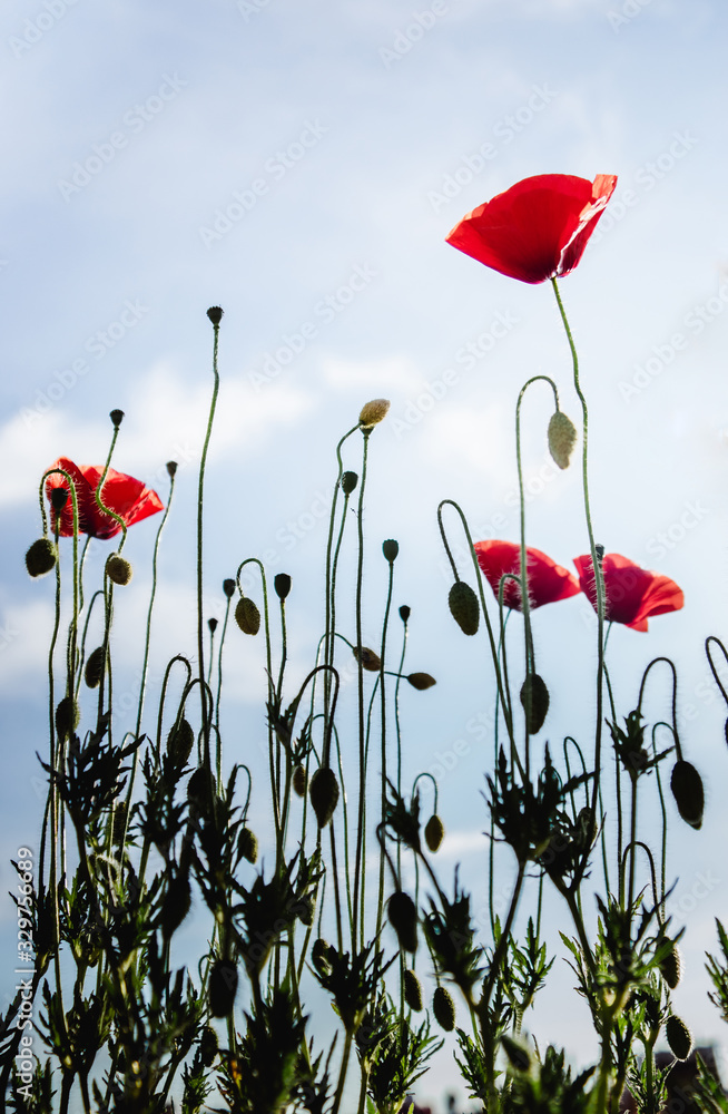 Obraz premium Red poppies on long green stems against a blue sky. Vertical photo