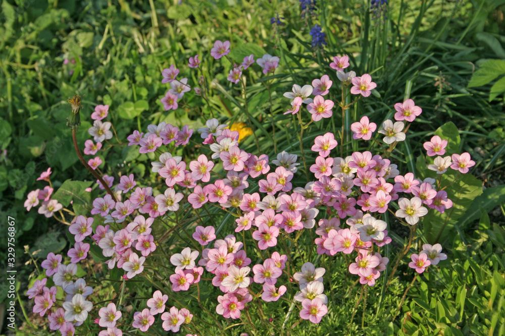 field of pink flowers