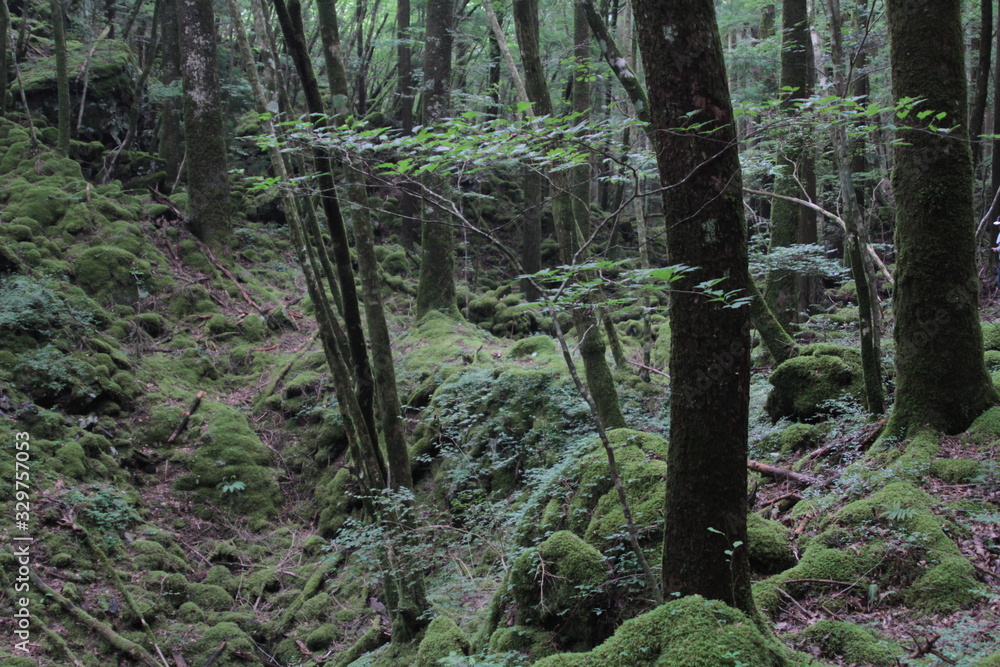 Fototapeta premium 山犬嶽 yamainudake