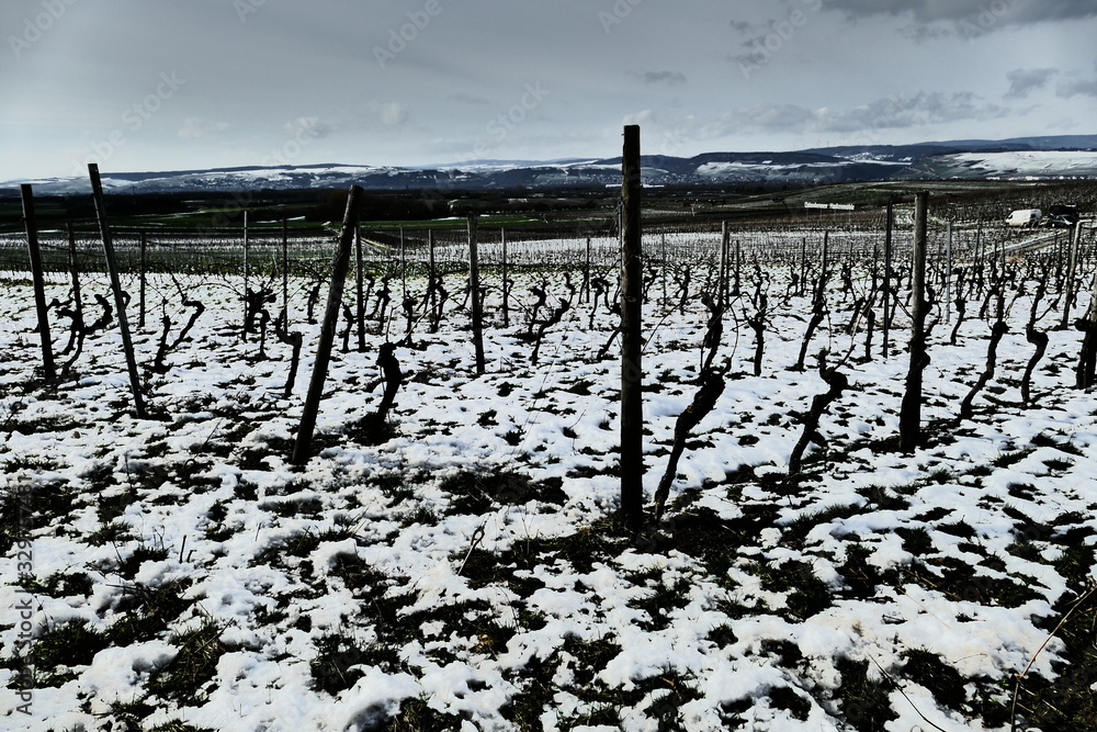 Schnee in den Weinbergen der Ockenheimer Hockenmühle / Rheinhessen