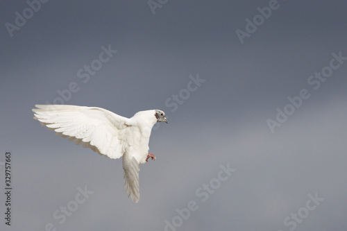 white dove flies in the spring sky