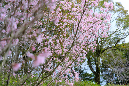 Wallpaper Mural 山に咲く綺麗なサクラ Torontodigital.ca