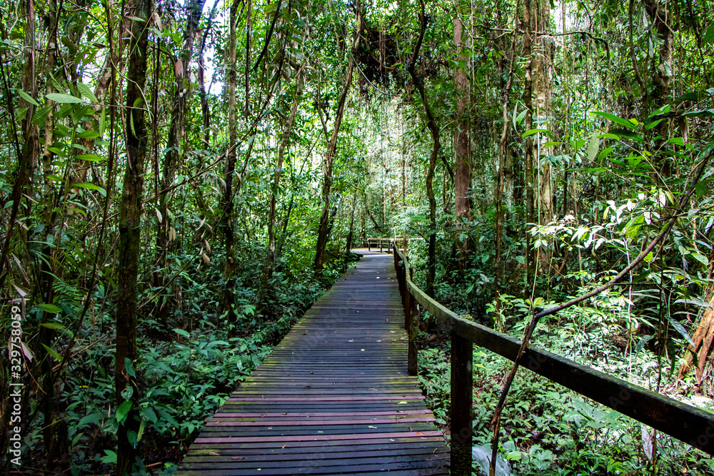 Fototapeta premium Borneo National park background, beautiful green landscape, tropical woods, scenic nature. travel destination concept. exotic vacations in Malaysia.