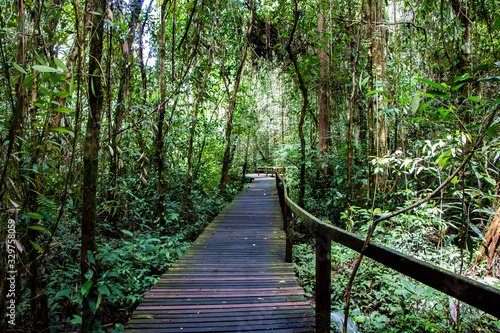 Borneo National park background  beautiful green landscape  tropical woods  scenic nature. travel destination concept. exotic vacations in Malaysia.