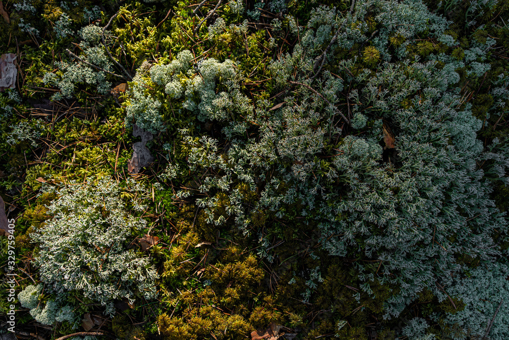 Pine forest in Baltic states. Beautiful green moss texture on the floor, moss closeup, macro. Beautiful background of moss for wallpaper. Fresh air feeling. View from top Pine forest in Baltic states. Beautiful green moss texture on the floor, moss closeup, macro. Beautiful background of moss for wallpaper. Fresh air feeling. View from top