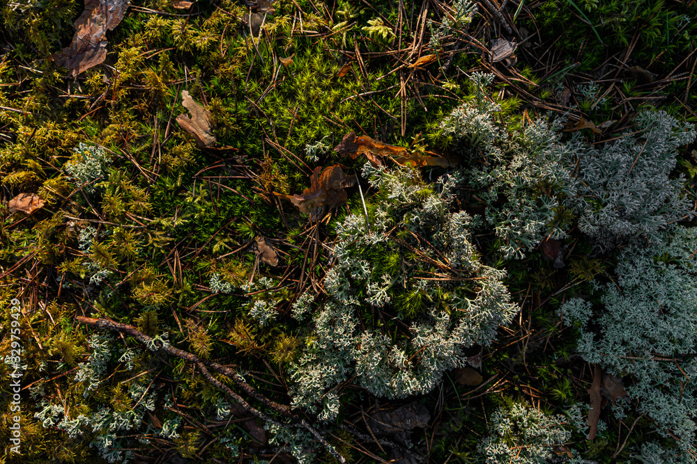 Pine forest in Baltic states. Beautiful green moss texture on the floor, moss closeup, macro. Beautiful background of moss for wallpaper. Fresh air feeling. View from top