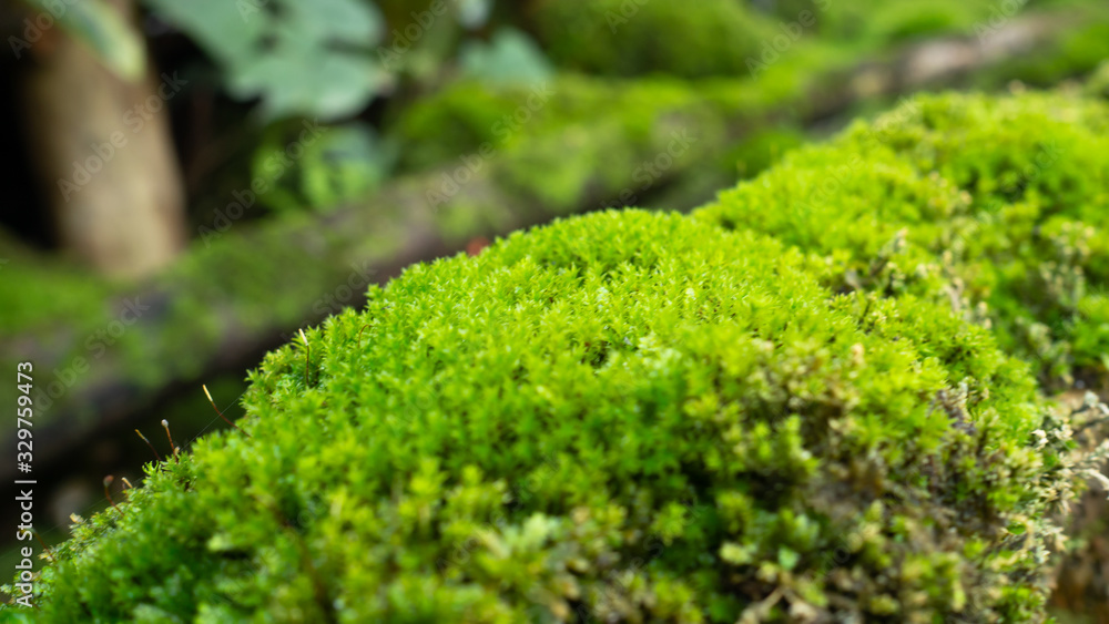 Lush green moss forest with old tree with moss. Background Lush green moss forest with old tree with moss. Background