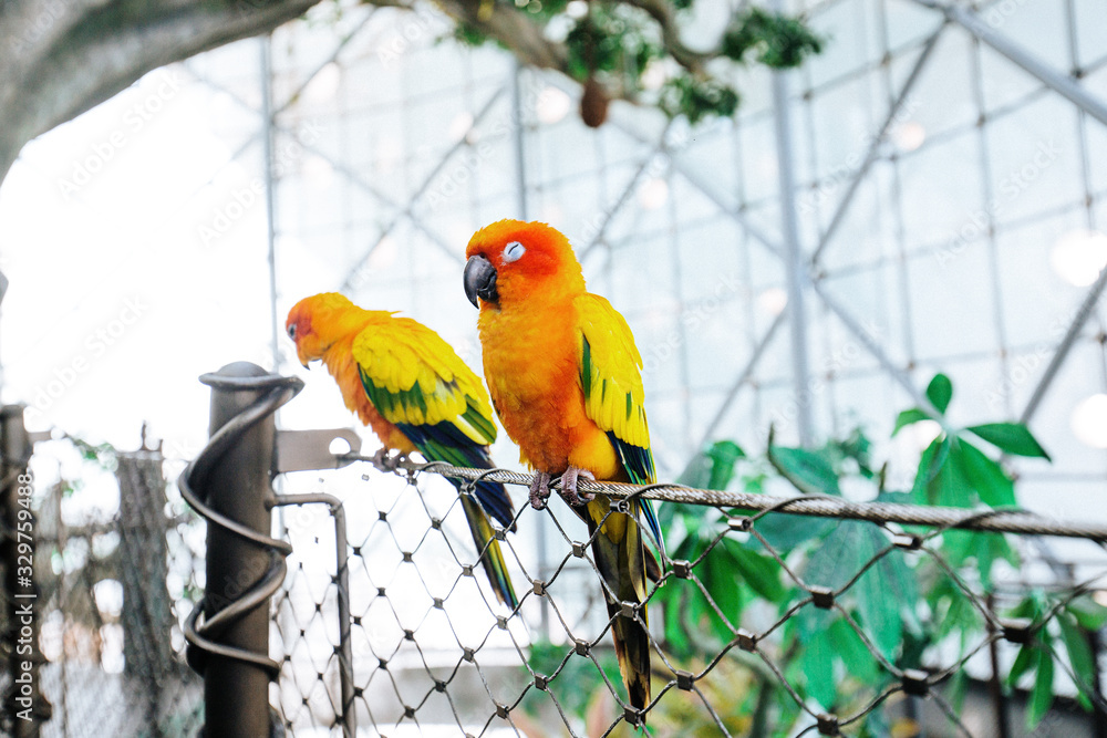 Obraz premium Close up shot of two colorful parrots on a branch in their natural habitat sitting next to each other