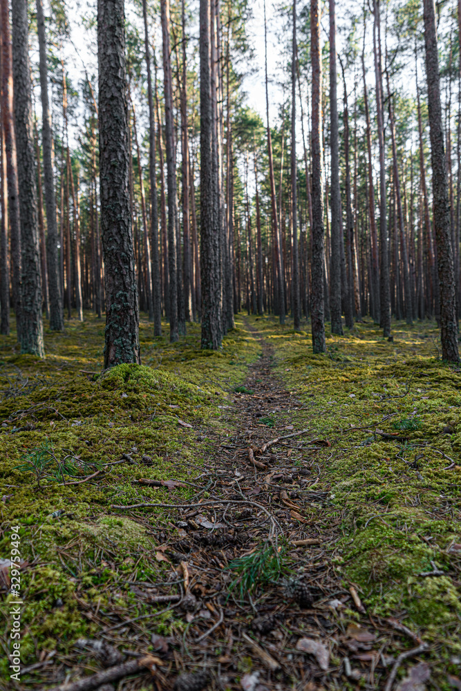 Pine forest in Baltic states. Trail in a dark pine forest. Beautiful green moss on the floor. Beautiful background of moss for wallpaper. Nature Landscape with fresh air. Pine forest in Baltic states. Trail in a dark pine forest. Beautiful green moss on the floor. Beautiful background of moss for wallpaper. Nature Landscape with fresh air.