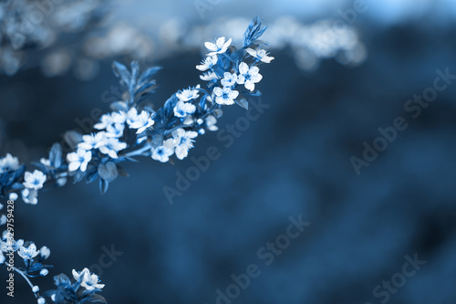 Trendy classic blue background made of blossoming flower on tree. Beautiful floral spring scene with blooming tree. Spring flowers.