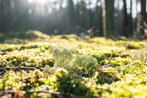  Pine forest in Baltic states. Beautiful green moss on the floor, moss closeup, macro. Beautiful background of moss for wallpaper. Sun lense flare. Fresh air feeling.