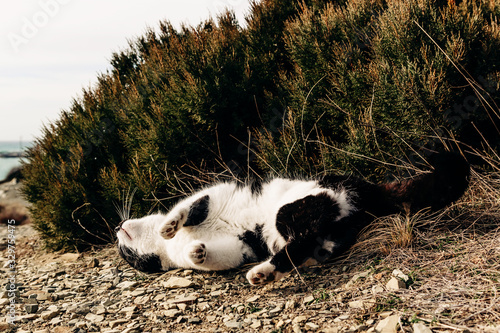 Black and white cat basking in the protected nature near a green juniper bush