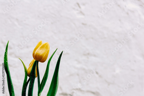 Two yellow unopened tulips with green leaves in drops of water on a white textured background. Photo for text.