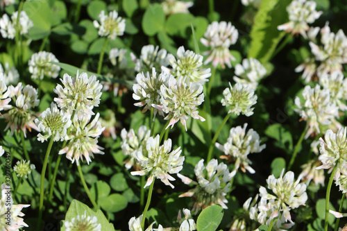 White clover flowers on a summer lawn