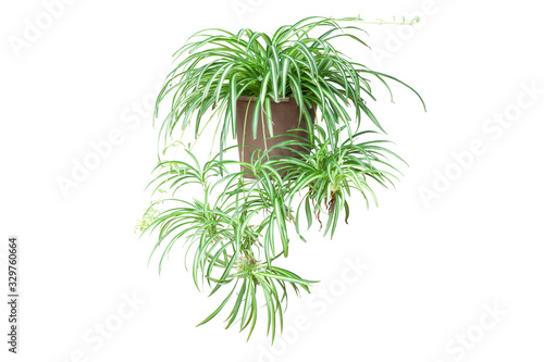 Spider Plant on Chlorophytum Comosum in brown pot isolated on white background included clipping path. photo