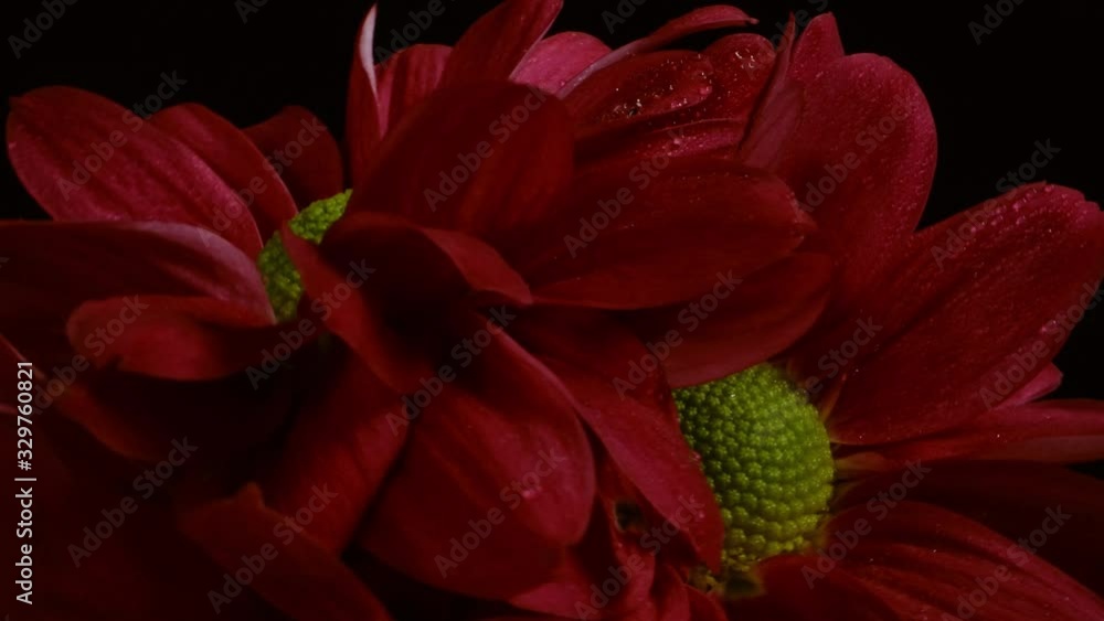 Vibrant red Chrysanthemum bouquet studio macro with black backdrop 4k slow motion Vibrant red Chrysanthemum bouquet studio macro with black backdrop 4k slow motion