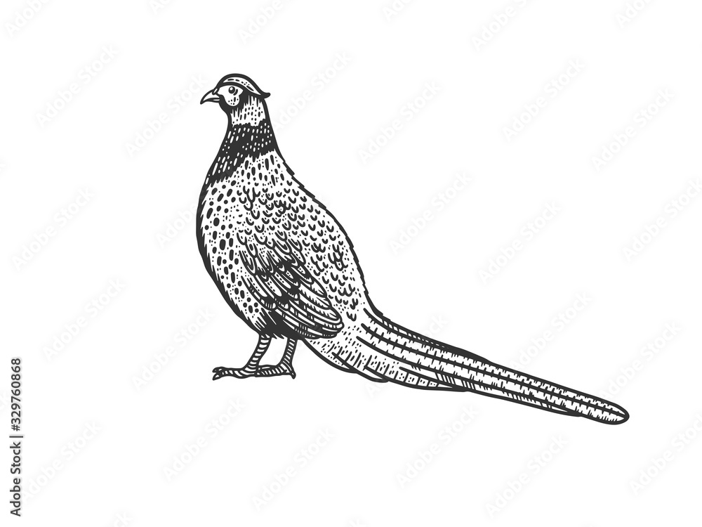 Fototapeta premium Common pheasant bird sketch engraving vector illustration. T-shirt apparel print design. Scratch board imitation. Black and white hand drawn image.