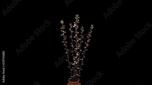 Time-lapse of blooming apricot flowers bouquet (Prunus armeniaca) 4a4 in 4K PNG+ format with ALPHA transparency channel isolated on black background photo