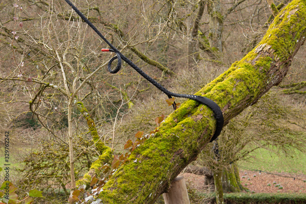 Big Branch covered with moss has to be secured with ropes from breaking down Big Branch covered with moss has to be secured with ropes from breaking down