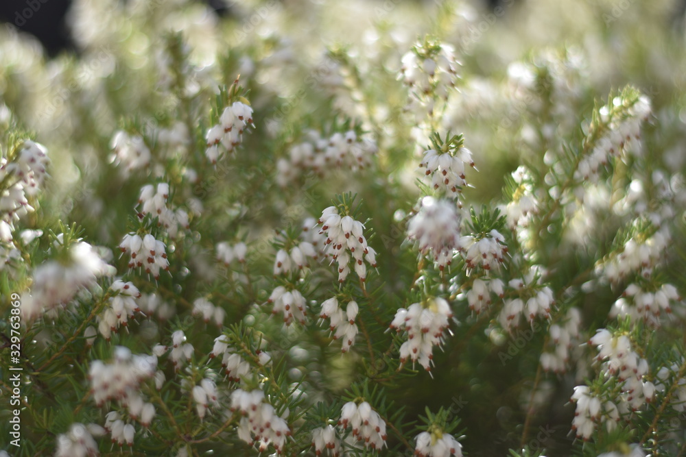 Blühende Schneeheide (Erica carnea) Blühende Schneeheide (Erica carnea)
