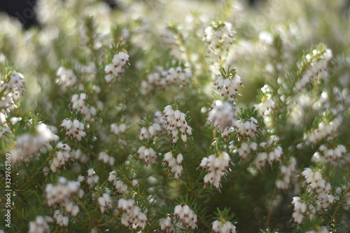 Blühende Schneeheide (Erica carnea)