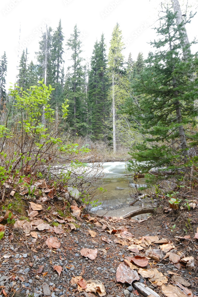 Fototapeta premium Narrow river in the forest with leaves in the foreground, long exposure, manning park, canada