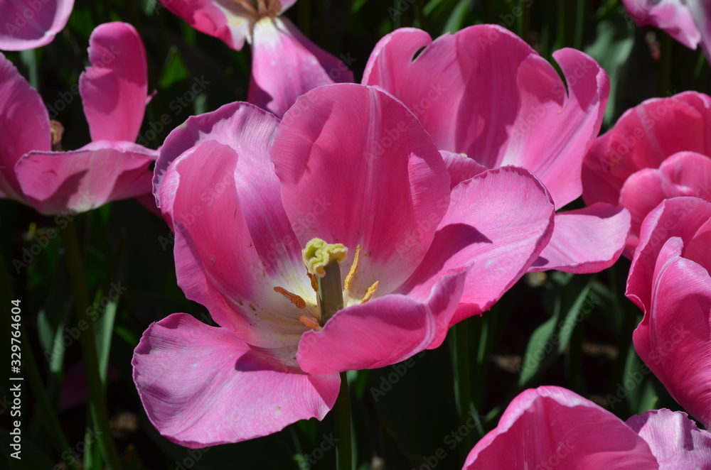 Top view of one vivid pink tulip in a garden in a sunny spring day, beautiful outdoor floral background photographed with soft focus Top view of one vivid pink tulip in a garden in a sunny spring day, beautiful outdoor floral background photographed with soft focus