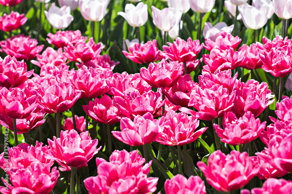 Field, flower bed with pink tulips