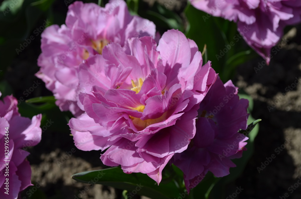 Top view of one vivid pink tulip in a garden in a sunny spring day, beautiful outdoor floral background photographed with soft focus