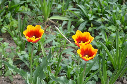 Top view of three delicate vivid yellow red tulips in a garden in a sunny spring day, beautiful outdoor floral background photographed with soft focus