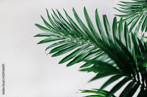 tropical leaves on white wall background