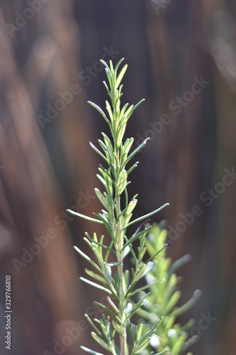 Rosmarin (Rosmarinus officinalis) photo