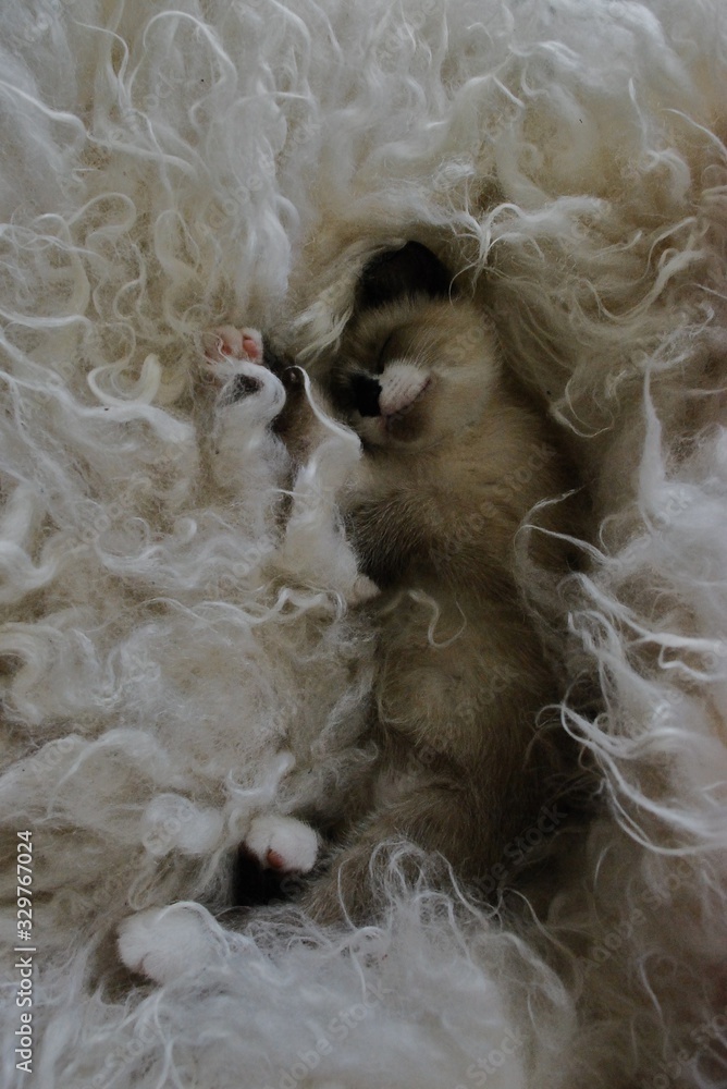 Sleeping Kitten Sleeping Kitten