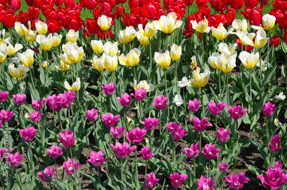 Background from bright multi-colored tulips