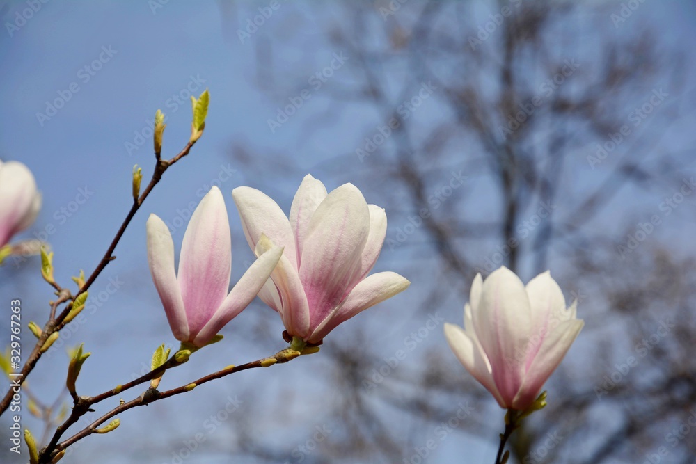 Blossoming pink and white magnolia. Large magnolia flowers. Abundant flowering.