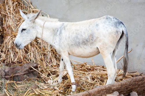 Portrait of a white donkey standing on a bed of straw in Cairo  Egypt 