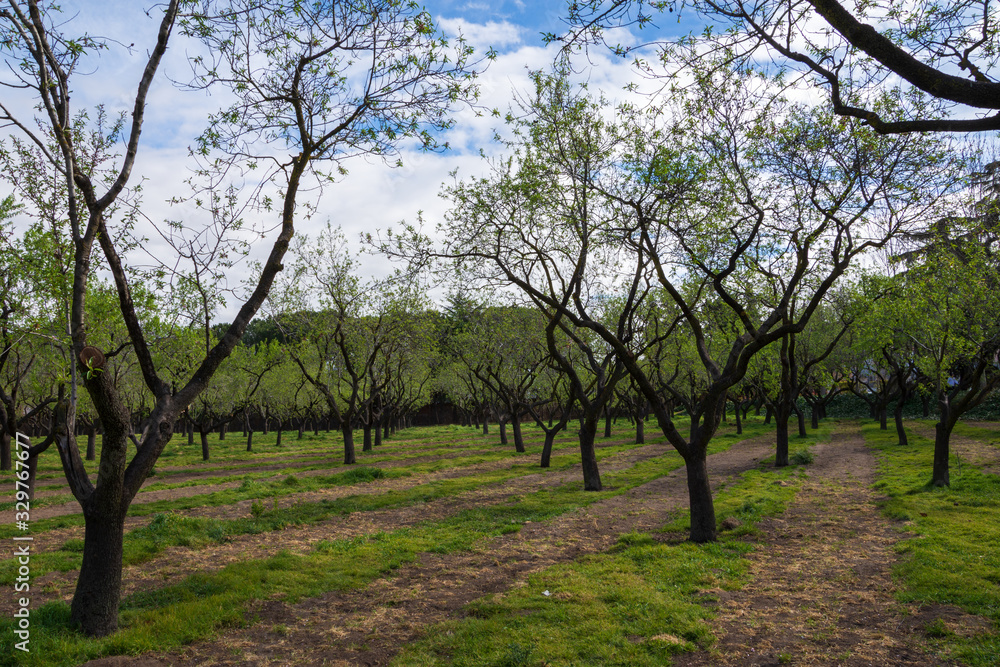 Wide shot of almond trees in spring with blue sky and white clouds in Madrid, Spain. Horizontal