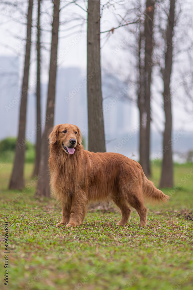 Golden retriever standing on the grass