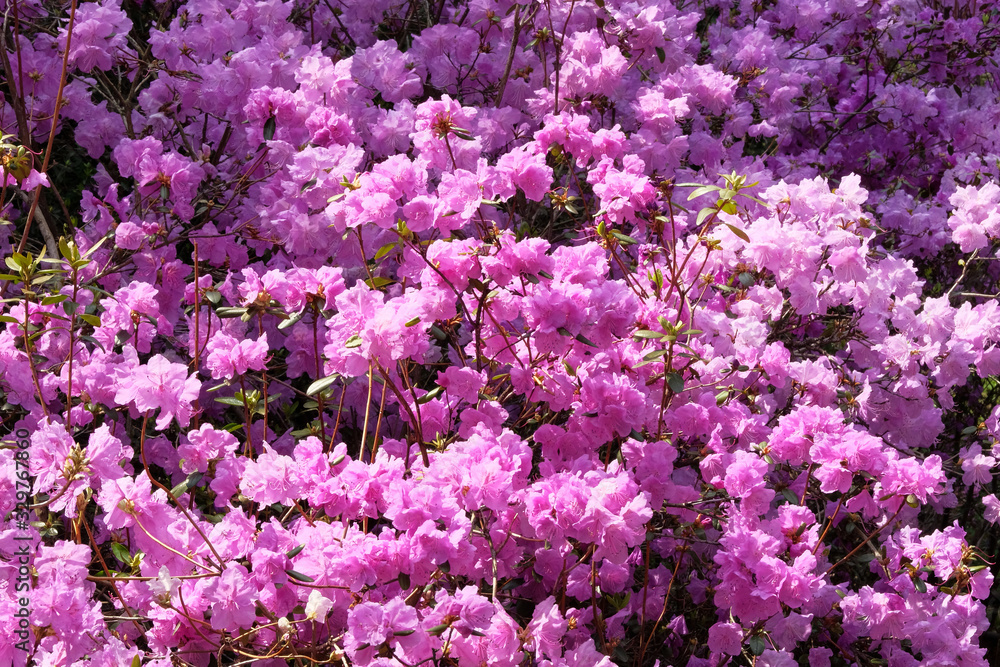 Fototapeta premium Rhododendron bushes is blooming in spring garden, close up. Purple elegant flowers is growing in park. Decoration in city in springtime season.
