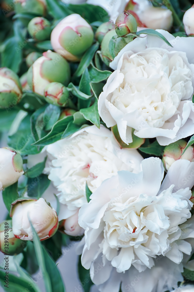 Obraz premium Floral seasonal spring background. Beautiful delicate flowers white peonies. Selective soft focus.