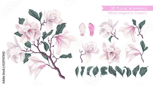 Vector flowers set with White Magnolia. Isolated magnolia illustration element. Realistic illustration of a branch spring magnolia plant, large flowers and leaves. High detailed, hand drawn art.