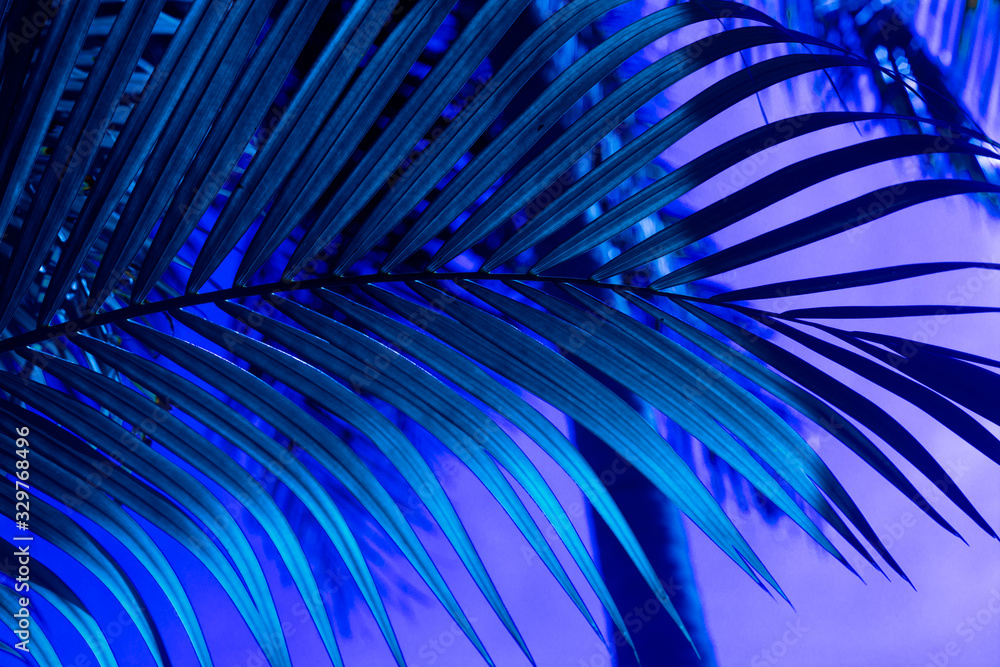 Naklejka premium blue palm branch on a blue background