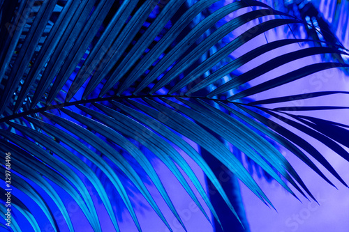 blue palm branch on a blue background