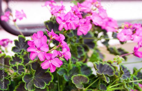 Wallpaper Mural Pink pelargonium geranium flower plant close-up. Torontodigital.ca