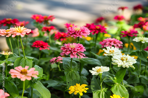 Colorful beautiful blooming Zinnia flowers in garden