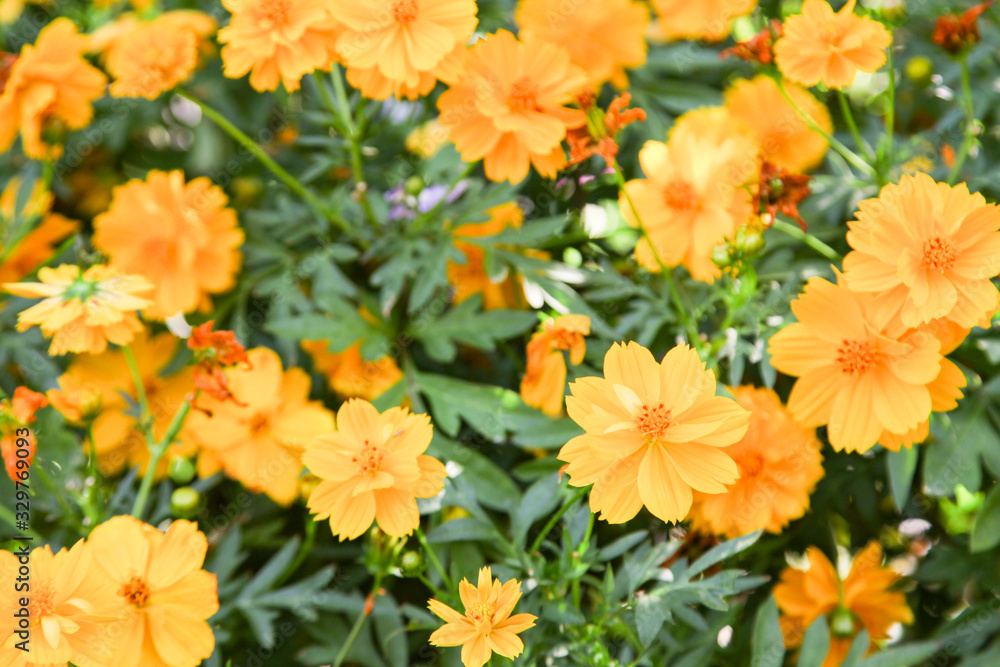 Yellow beautiful blooming Zinnia flower in garden Yellow beautiful blooming Zinnia flower in garden